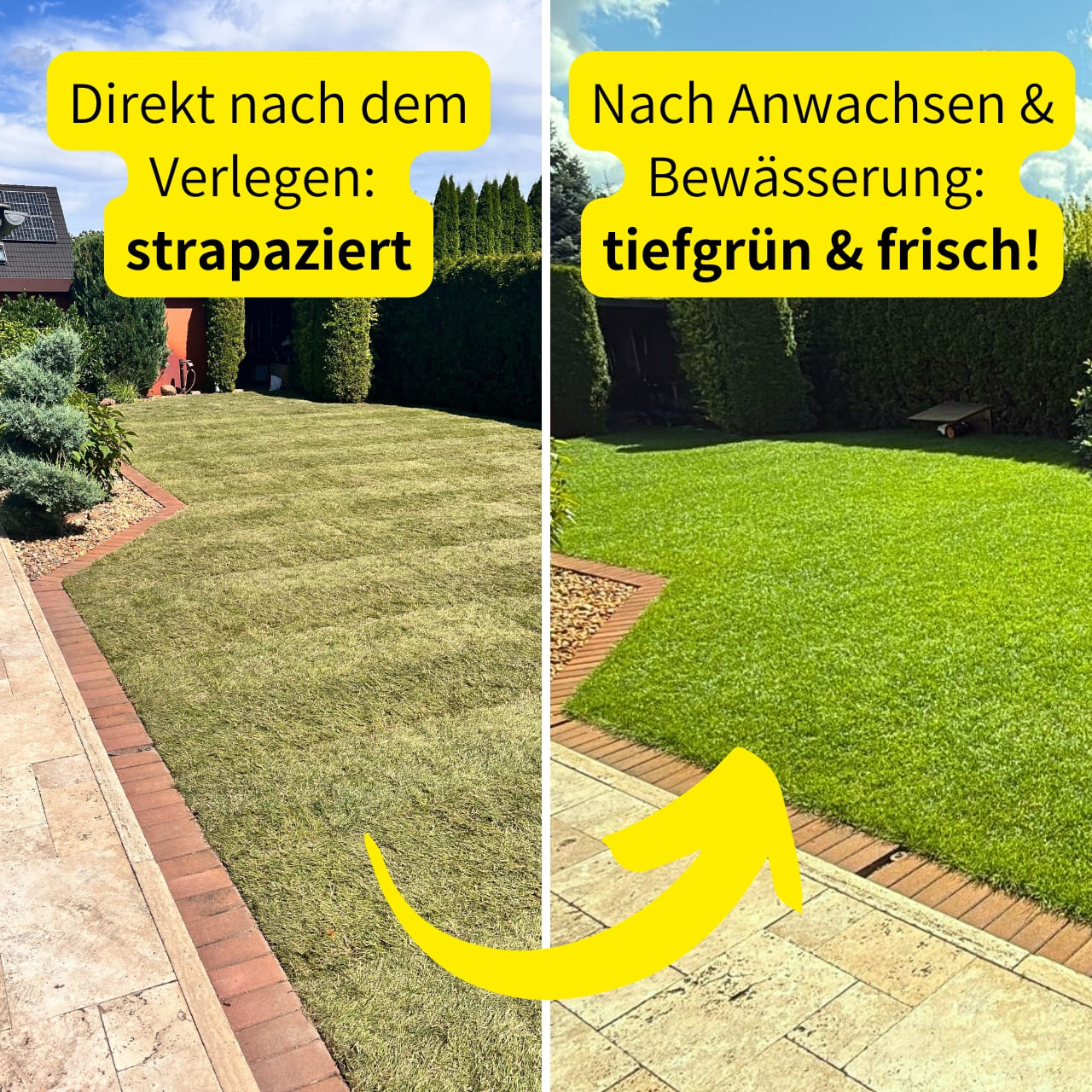 Neuer Rollrasen direkt nach dem Verlegen (strapaziert) vs. nach Bewässerung und Anwachsen (frisch & tiefgrün)